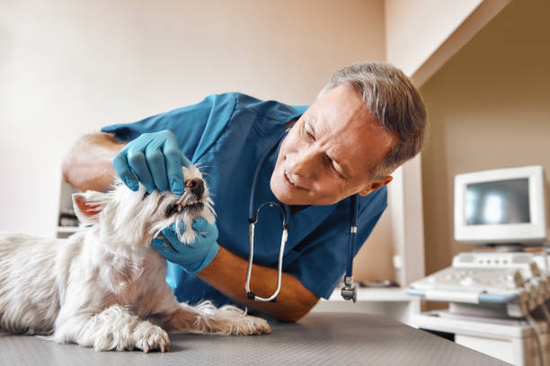 Best Walk-In Emergency Dental Services in Toona, AL